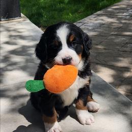 Sophie - Black rust and white female Bernese Mountain Dog puppy in Auburn, Indiana from Swamp Creek Berners