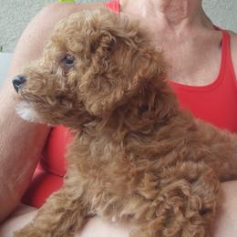 Goldendoodle Puppies from We R Mini Doodles