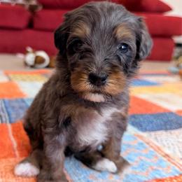 Deacon - Merle male Bernedoodle puppy in Dundee, Ohio from Down Home Doodle