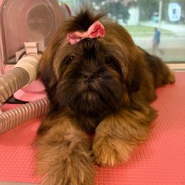 Belleamy - Sable female Shih Tzu puppy in Roseville, Michigan from Diamond Paws LLC