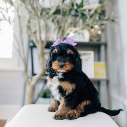 Latte - Black and tan female Cavapoo puppy in Murray, Utah from Sun Valley Doodles
