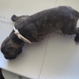 Boy 10 - Brindle male Great Dane puppy in Hickman, Kentucky from Tidal Wave Danes
