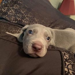Weimaraner Puppies from Always Faithful Weimaraners