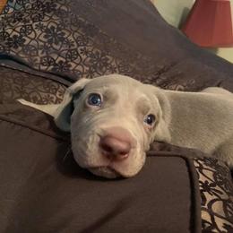 Weimaraner Puppies from Always Faithful Weimaraners