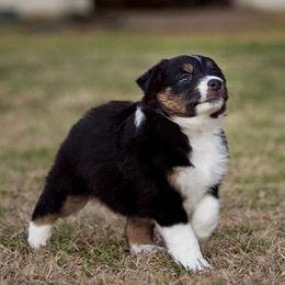 Miniature Australian Shepherd Puppies from Sand Dollar Aussies