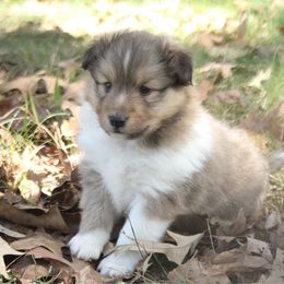 Shetland Sheepdog puppies from Retter Ridge