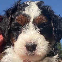 Bernedoodles and Goldendoodles from Dainty Doodle Dogs