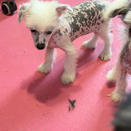 Tiny white girl - White female Chinese Crested puppy in Capac, Michigan from Puddles Palace Puppies