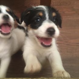 Russell Terrier Puppies from Blue Bass Kennel