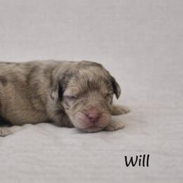 Will Byers - Chocolate merle male Bernedoodle puppy in Bennett, Colorado from Darling Paws Bernedoodles, LLC