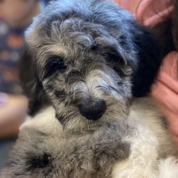Belle - Aussiedoodle puppy from Oldtown Doodles