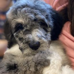 Belle - Aussiedoodle puppy from Oldtown Doodles