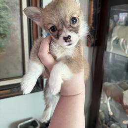 Nala girl - Red female Pembroke Welsh Corgi puppy in White Sulfur Springs, Montana from Montana Shorties