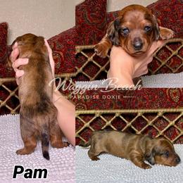 Pam - Dapple female Dachshund puppy in Sulphur Springs, Texas from Waggin Beach Paradise Doxies