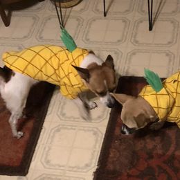 Chihuahuas from Ara l Kirven's Chihuahuas