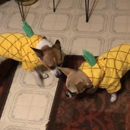Chihuahuas from Ara l Kirven's Chihuahuas
