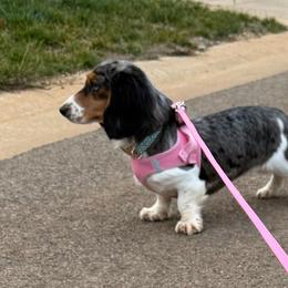 Daisy - Dapple female Dachshund puppy in Morristown, Tennessee from Hillside Hounds