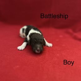 Battleship - Poodle puppy from Legacy Poodles