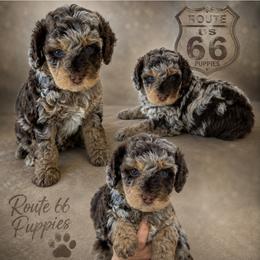 Boy 4, Patch - Merle male Bernedoodle puppy in Delphos, Ohio from Route 66 Poodles & Doodles, Sapphire Shih-tzu's of Ohio