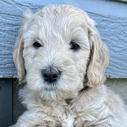 Goldendoodles from Dre's Doodles