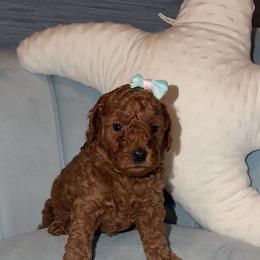 Bonnie - Red  female Goldendoodle puppy in Springfield, Tennessee from BK3 Miniature Goldendoodles