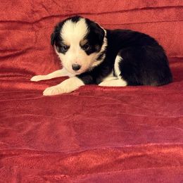 Miniature Australian Shepherd and Toy Australian Shepherd Puppies from Rockin J Lil Aussies