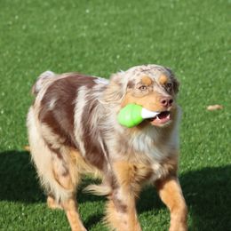 Freyja - Miniature Australian Shepherd