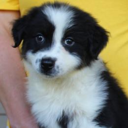 Thomas - Black tri-color male Australian Shepherd puppy in Hammond, Louisiana from Gold Ring Australian Shepherds