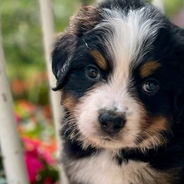 Kit - Bernese Mountain Dog puppy from Diamond U Berners