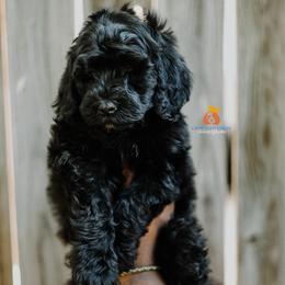 Boy 5 - Black male Bernedoodle puppy in Independence, Missouri from Crown Stephens Family Doodles