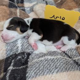 Arlo - Black tan and white male Beagle puppy in Mindenmines, Missouri from Debonair Beagles