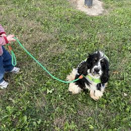 Cupid Shuffle - Black white and tan male Cocker Spaniel puppy in Warrensburg, Missouri from Hirt House Saints