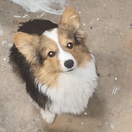 Rebel - Pembroke Welsh Corgi