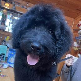Goldendoodles from J & M Stables