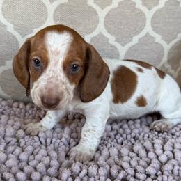 AKC 'Buffalo Bill Cody' - Red male Dachshund puppy in Joshua Tree, California from Desert Dreams Ranch