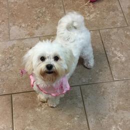 Chloe - Maltese