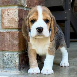 Gilligan - Black tan and white male Beagle puppy in Mansfield, Missouri from Rippee Creek Kennel
