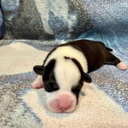 Black with Brindle Points Female 2 - Black and white female Cardigan Welsh Corgi puppy in Thornton, New Hampshire from Dinger’s Dogs