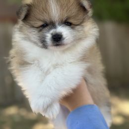 Pomeranian Puppies from Okie Poms