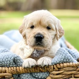 Golden Retriever Puppies from Brightest Days