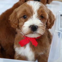 Otis - Red - Red  male Goldendoodle puppy in Ruthorfordton, North Carolina from Duncan Doodles Goldendoodles