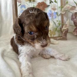 Aussiedoodle, Bernedoodle, Goldendoodle, and Poodle Puppies from Vallevistadoodles