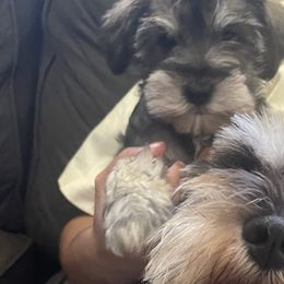 Miniature Schnauzers from Liliana's Mini Schnauzers