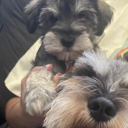 Miniature Schnauzers from Liliana's Mini Schnauzers