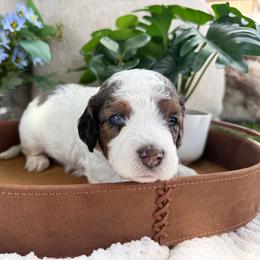 Bandit - Blue Collar Boy - Merle male Cavapoo puppy in Highland, Utah from Angel Pups Deluxe