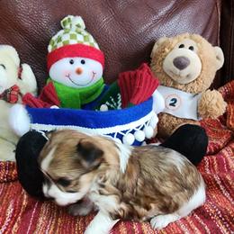 Tiny Mandy - White and tan female Morkie puppy in The Villages, Florida from My Precious Pups