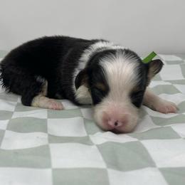 Mint (fluffy) - Black and tan male Pembroke Welsh Corgi puppy in Waco, Texas from The Comma Corgis