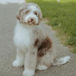 Aussiedoodles and Cockapoos from Dark Corner Doodles