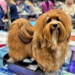 Reign - Havanese