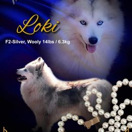 Loki - Pomsky